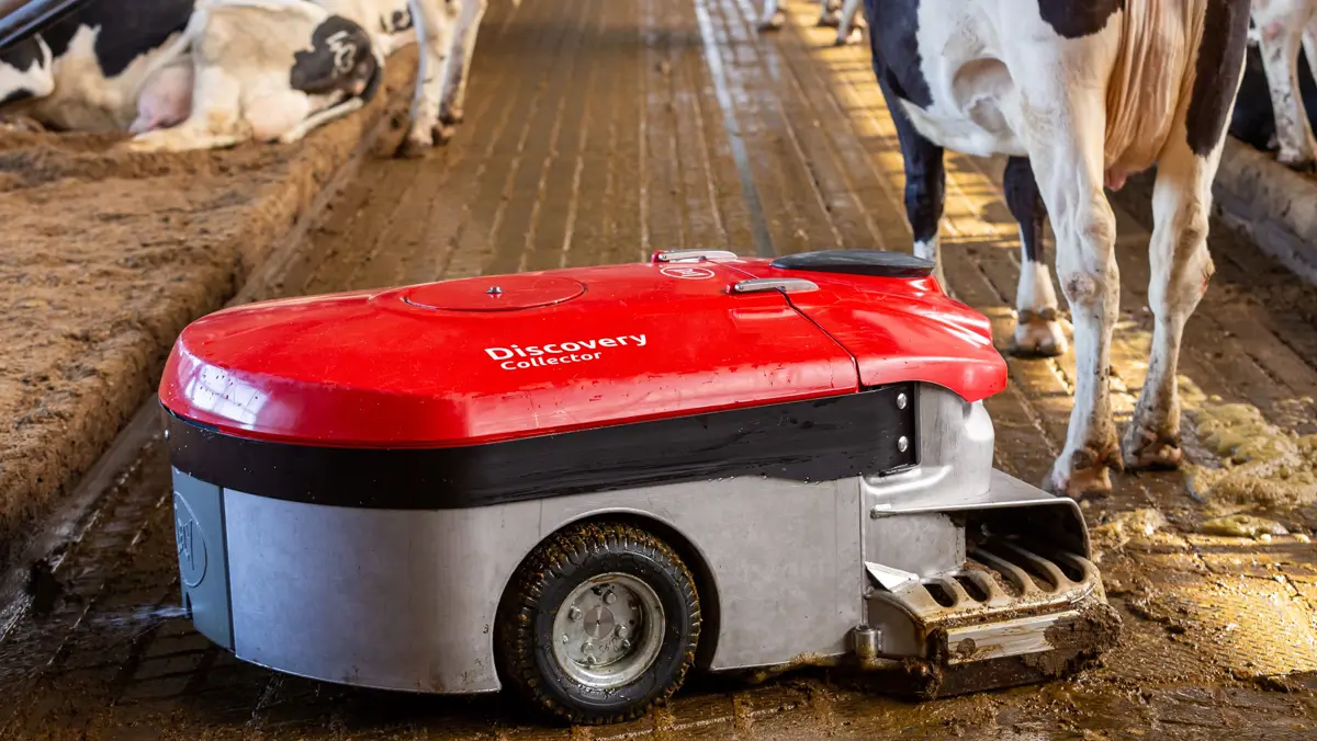 Lely Discovery Collector på et gangareal mellom kyr i et løsdriftsfjøs.
