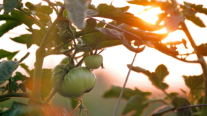 Tomater i solnedgang 