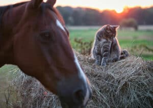 Katt og hest